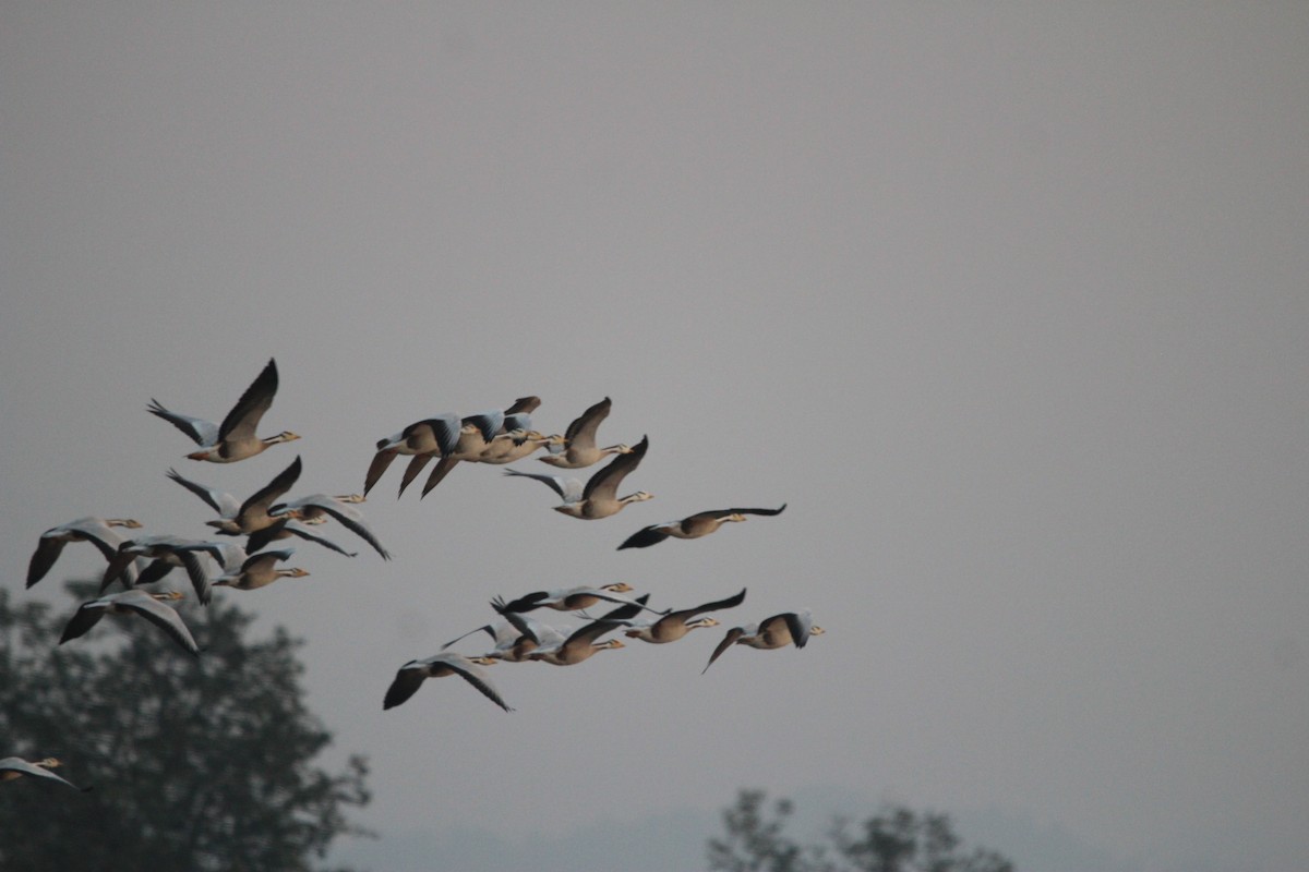 Bar-headed Goose - ML646578328