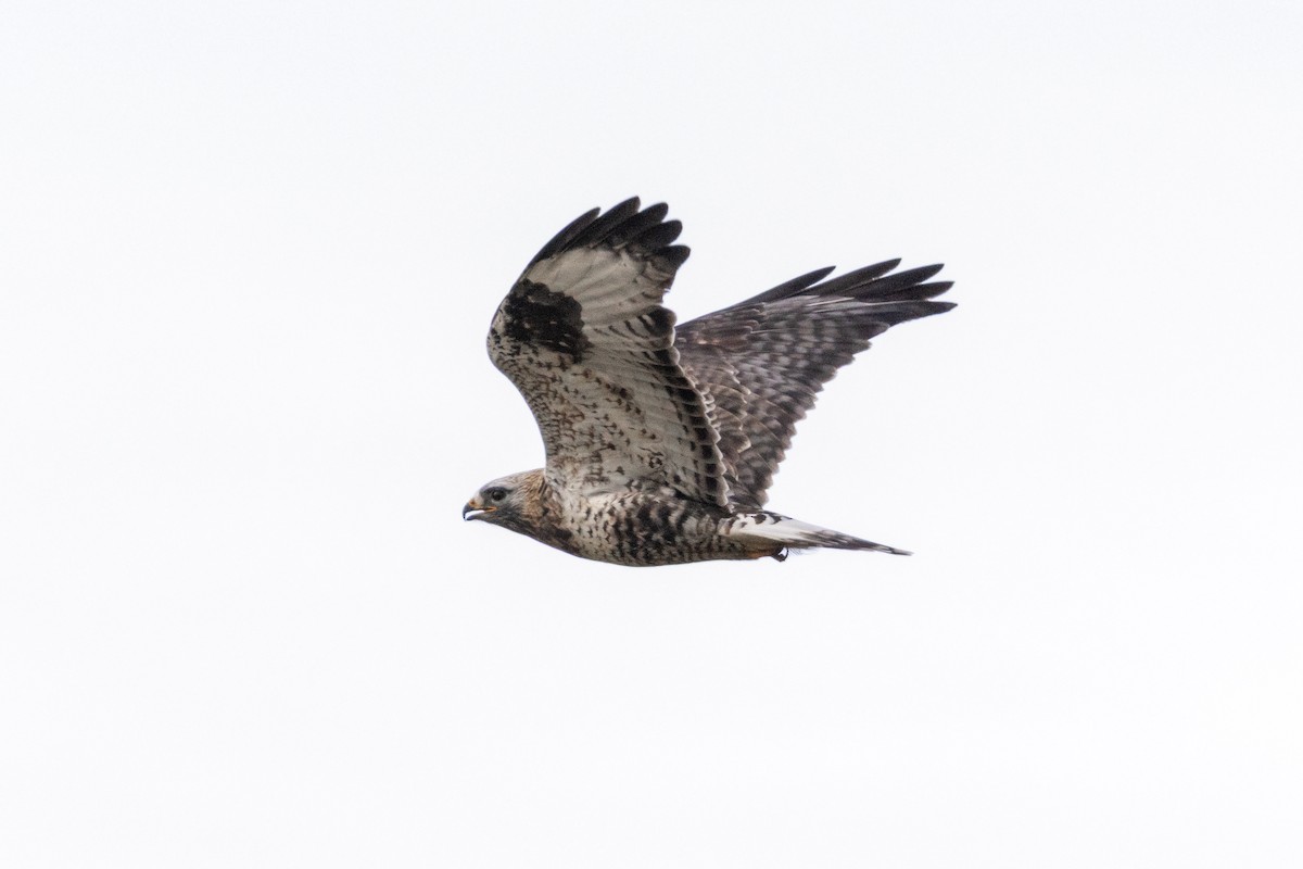 káně rousná - ML646578329