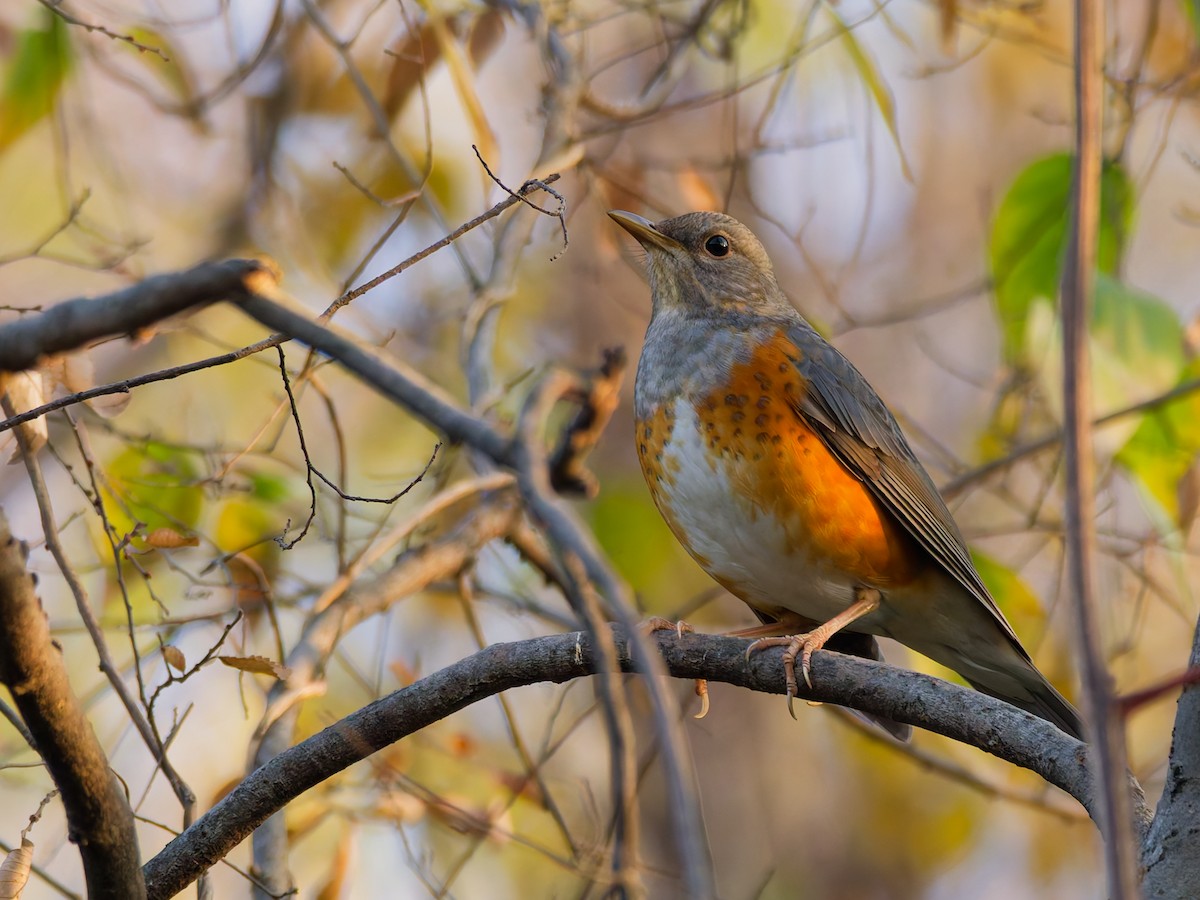 Merle à dos gris - ML646578330