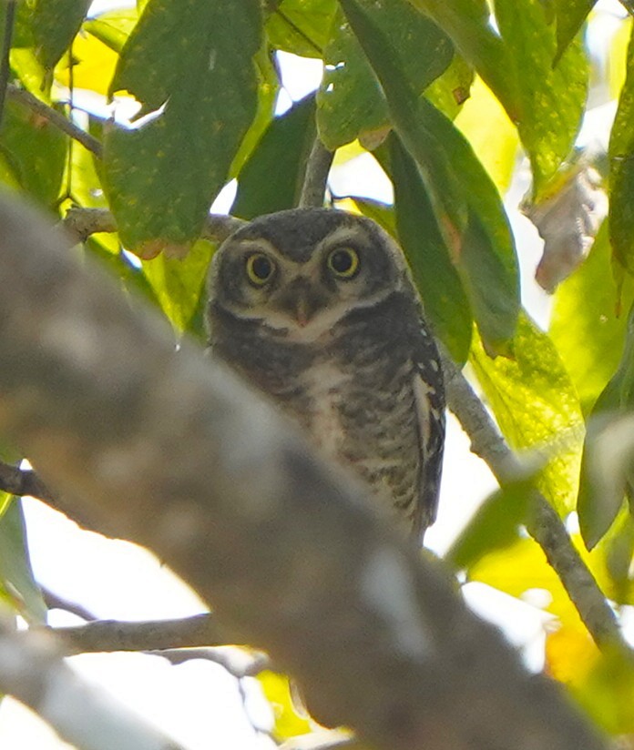 Spotted Owlet - ML646578332