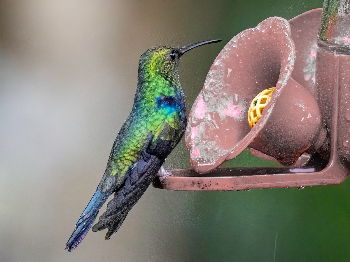 Fork-tailed Woodnymph - ML646578333