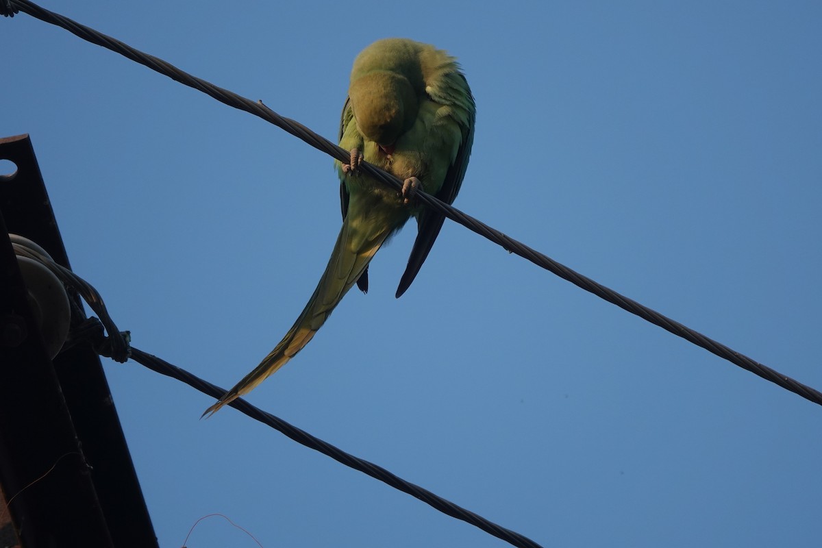 Rose-ringed Parakeet - ML646578334