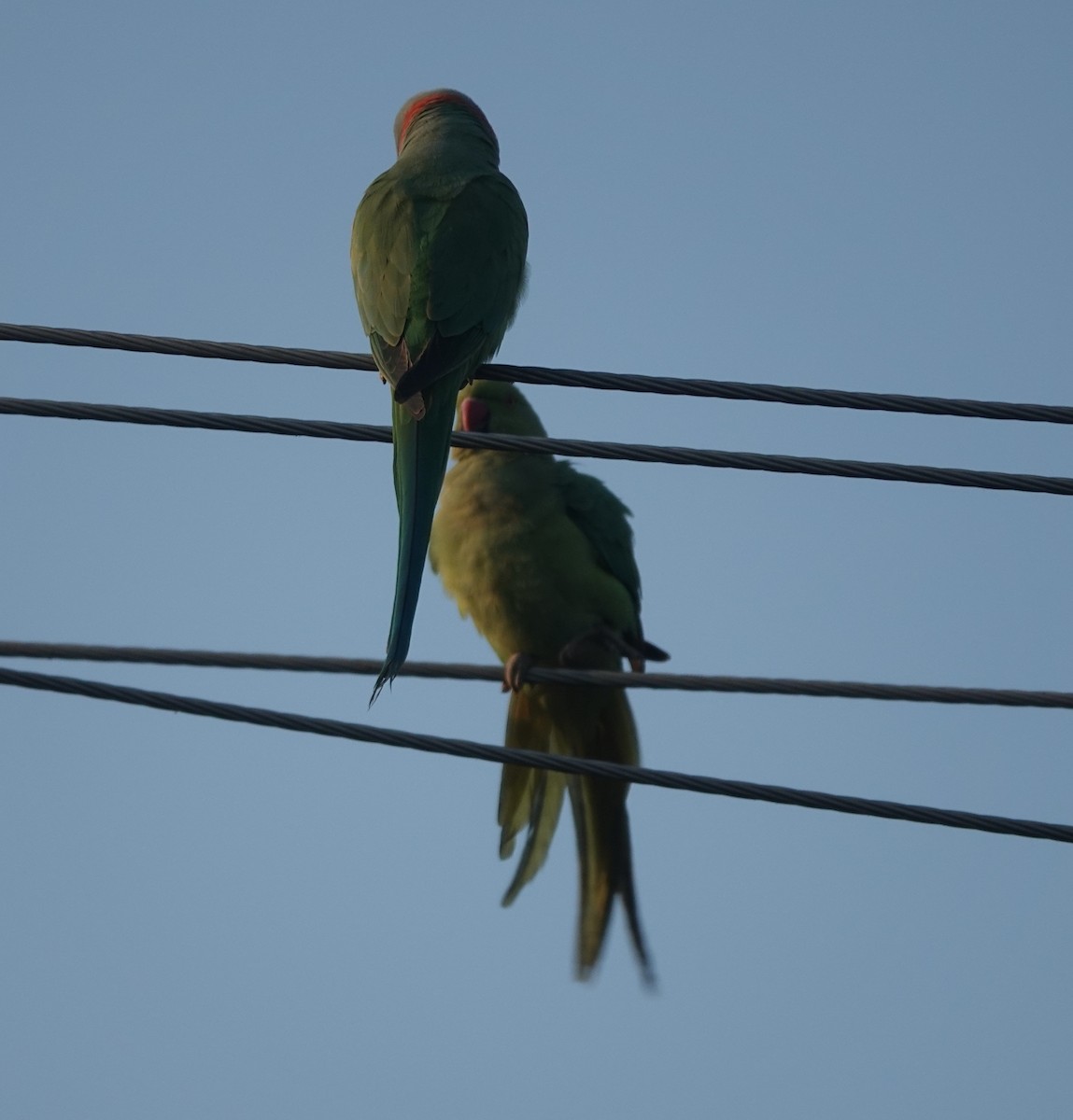 Rose-ringed Parakeet - ML646578335