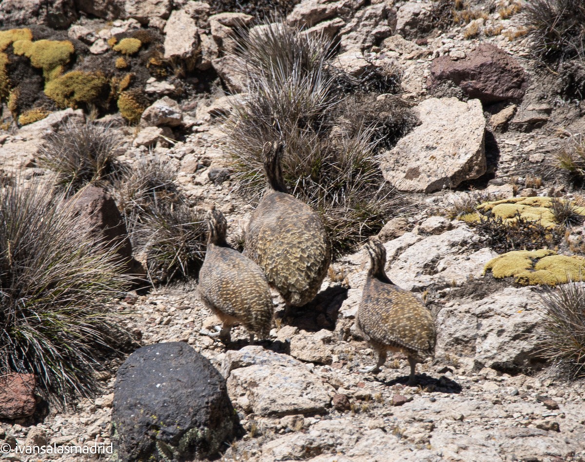 Puna Tinamou - ML646578336