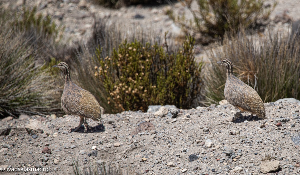 Puna Tinamou - ML646578337