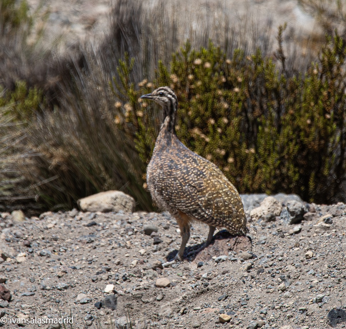 Puna Tinamou - ML646578338