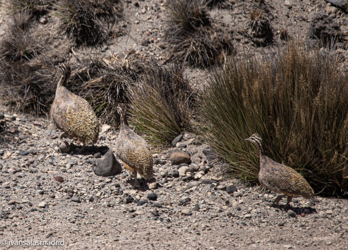 Puna Tinamou - ML646578339