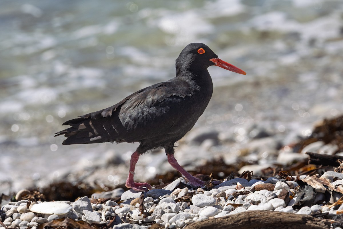 African Oystercatcher - ML646578341