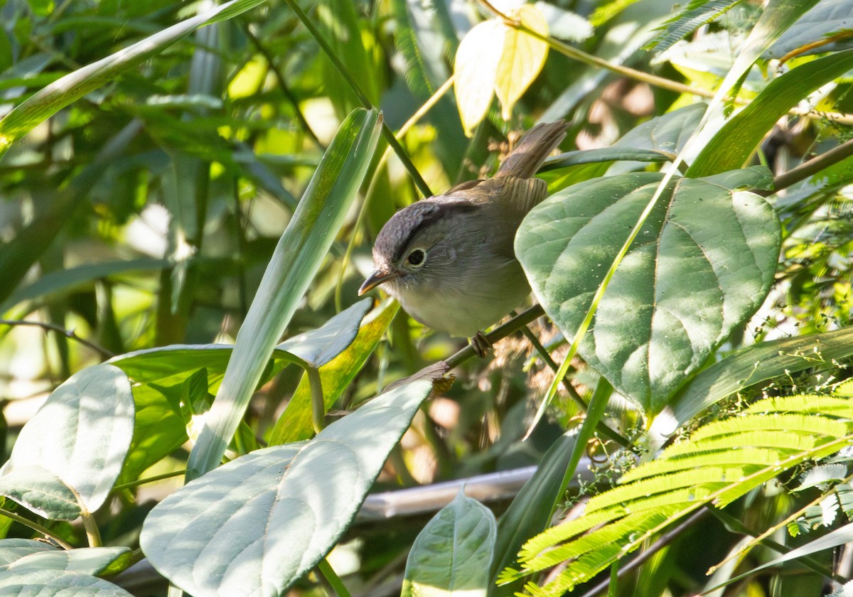 Mountain Fulvetta - ML646578354