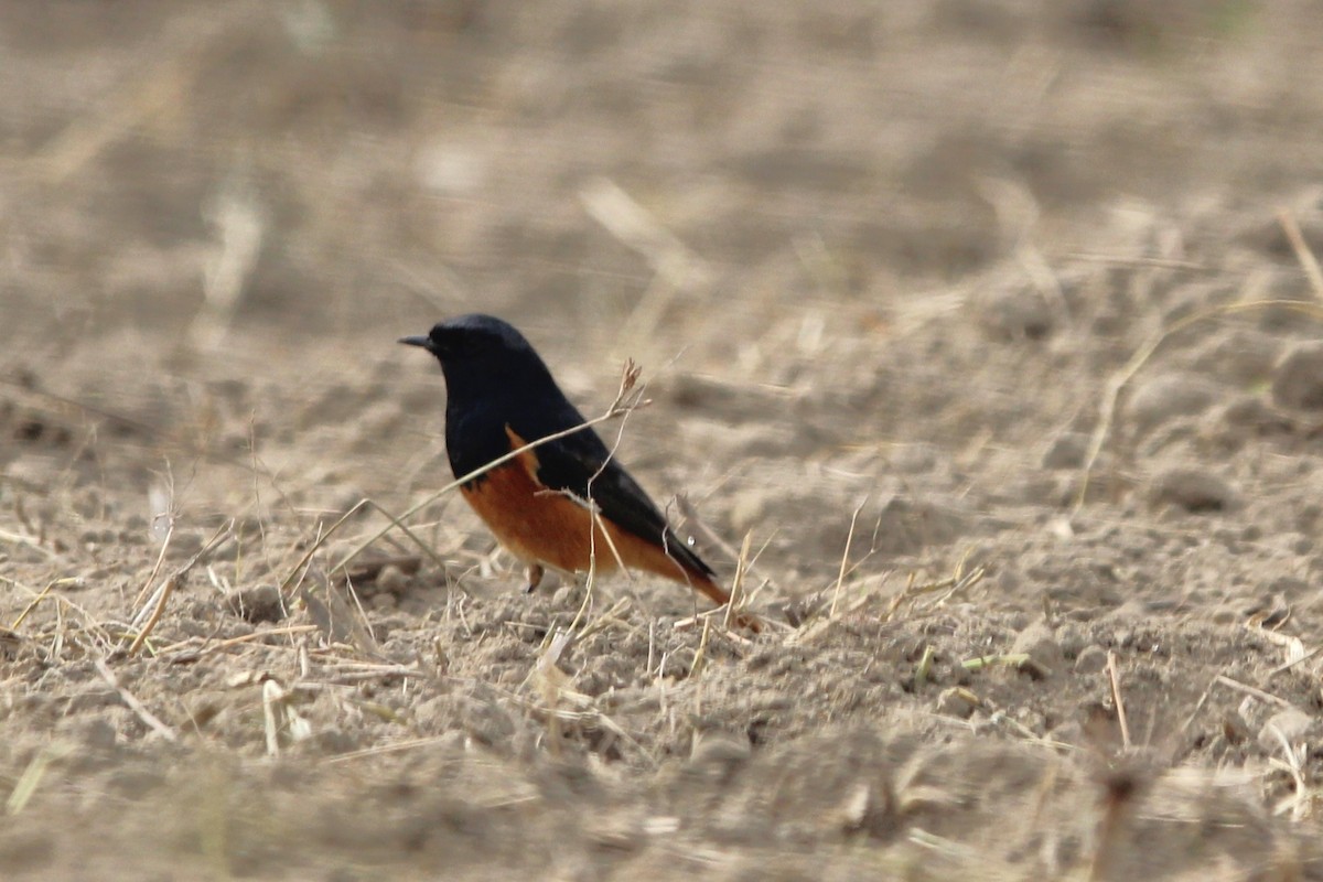 Black Redstart - ML646578360