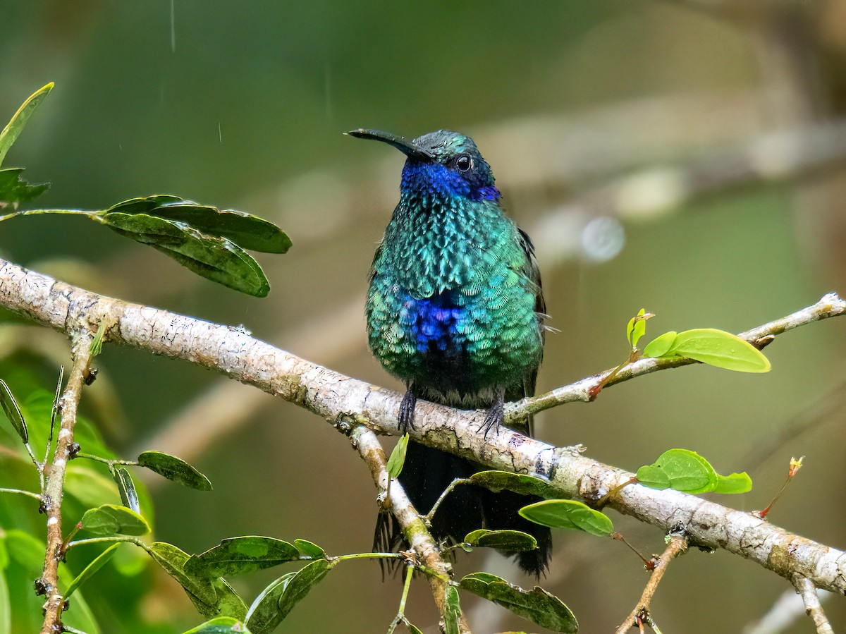 Sparkling Violetear - ML646578362