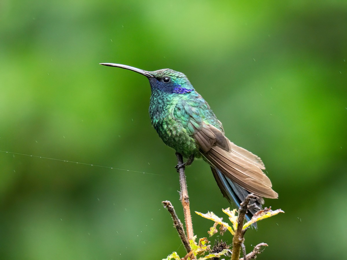 Sparkling Violetear - ML646578363