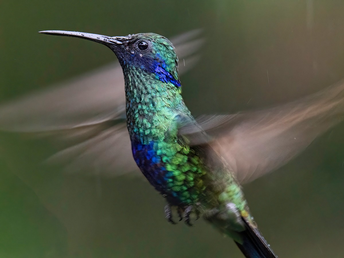 Sparkling Violetear - ML646578364