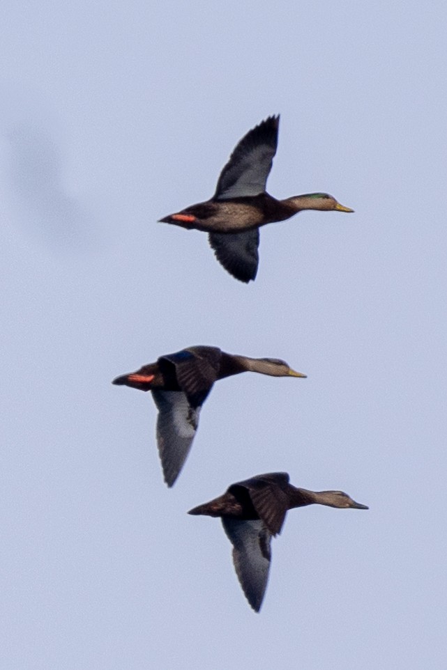 American Black Duck - ML646578369