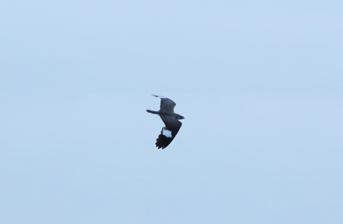 Nacunda Nighthawk - ML646578373