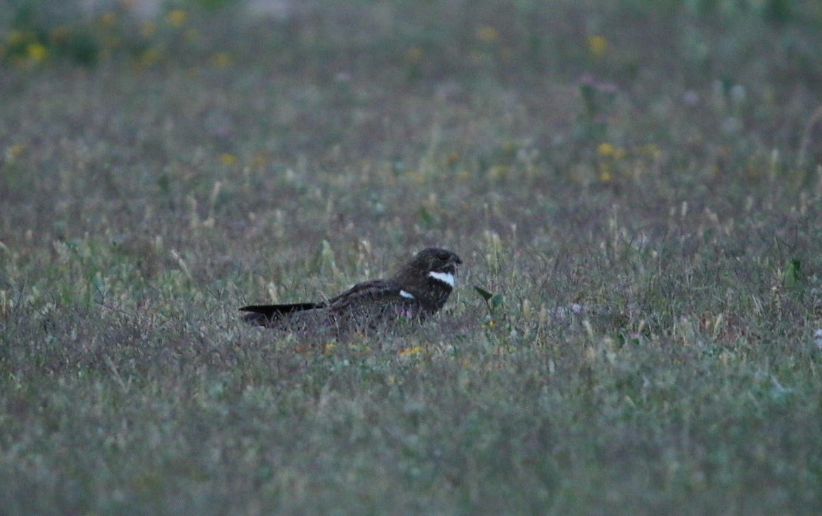 Nacunda Nighthawk - ML646578374