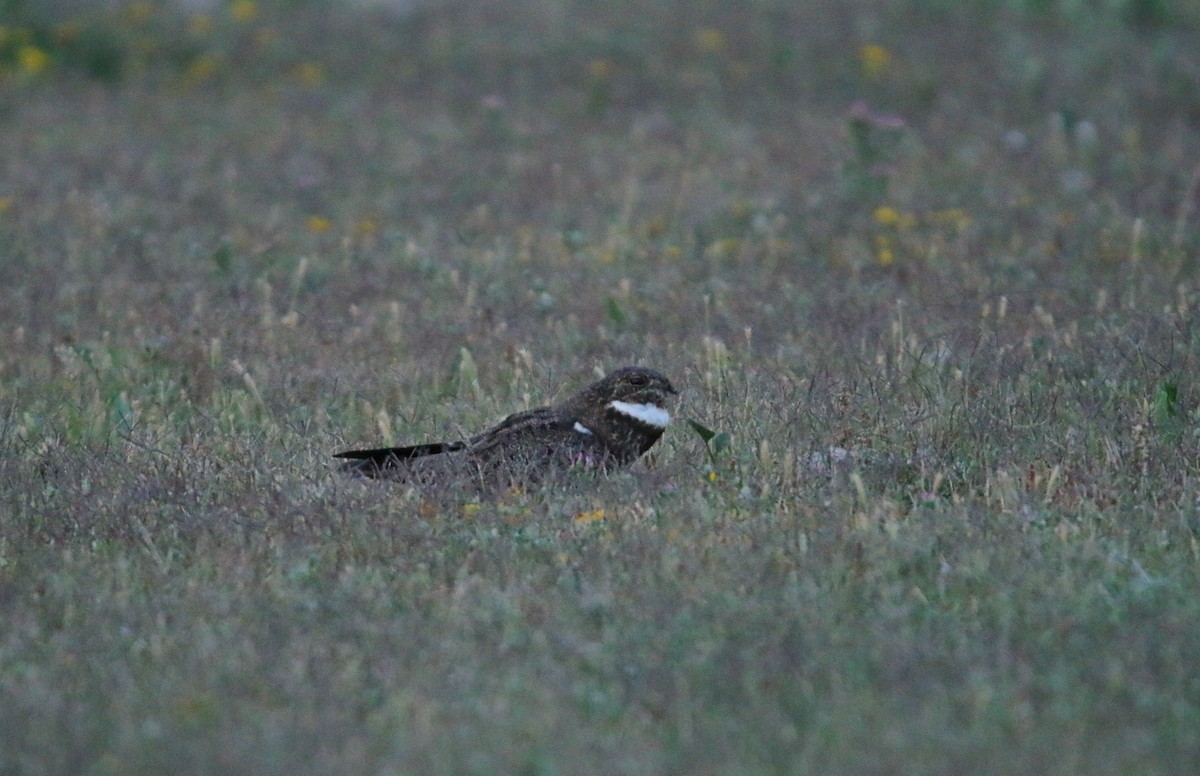 Nacunda Nighthawk - ML646578375