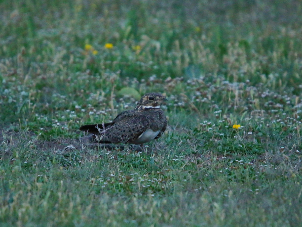 Nacunda Nighthawk - ML646578376