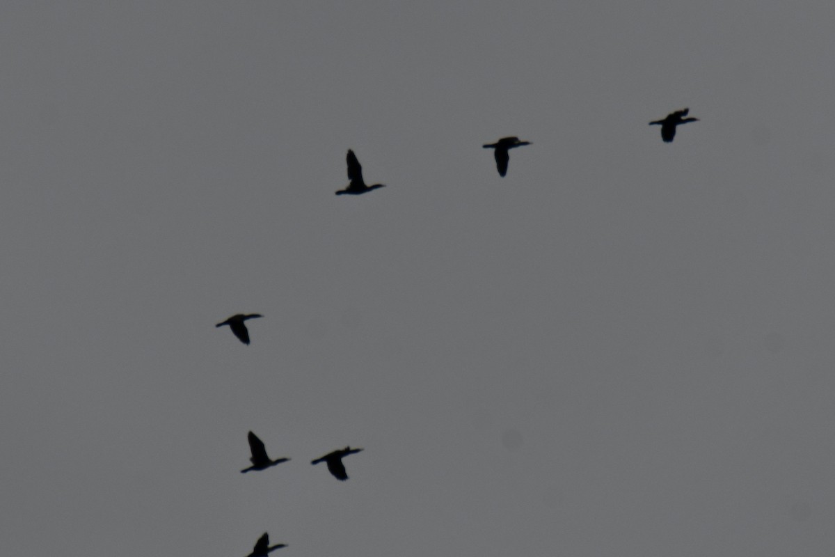 Double-crested Cormorant - ML646578379