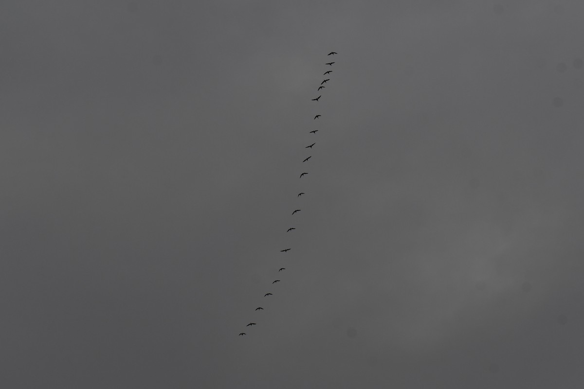 Double-crested Cormorant - ML646578380