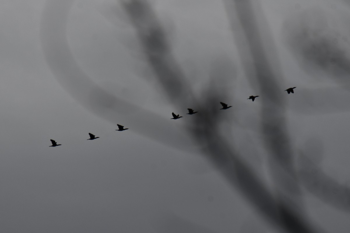 Double-crested Cormorant - ML646578381