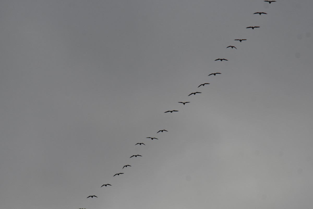 Double-crested Cormorant - ML646578382