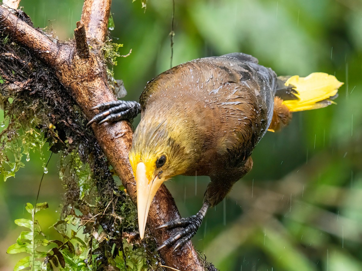 Russet-backed Oropendola - ML646578385