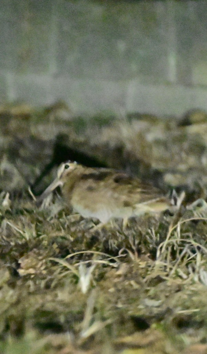 Слуква лісова - ML646578390