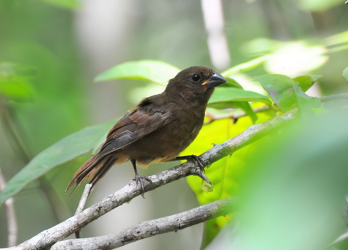 Blue-black Grosbeak - ML646578391
