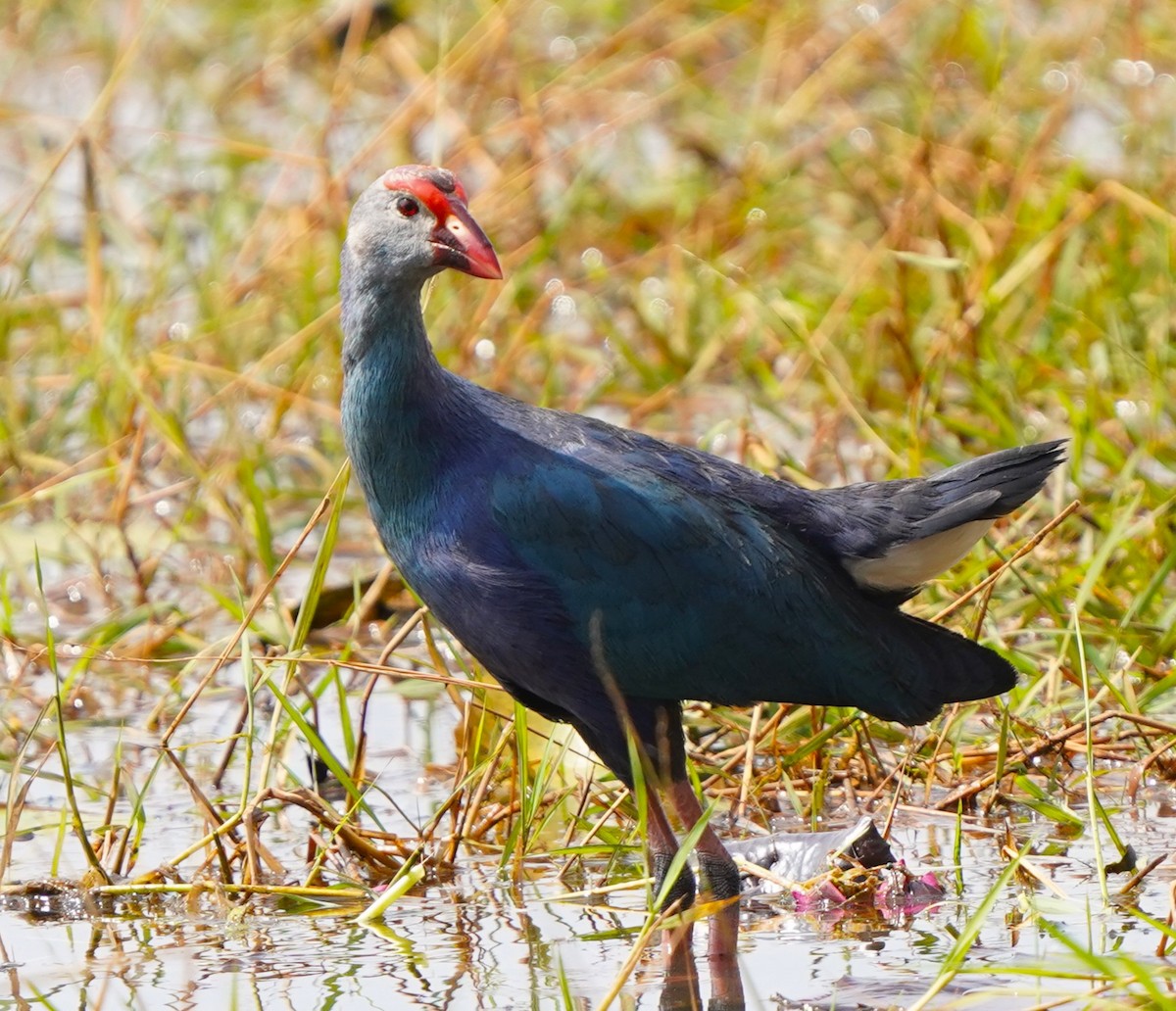 Gray-headed Swamphen - ML646578392