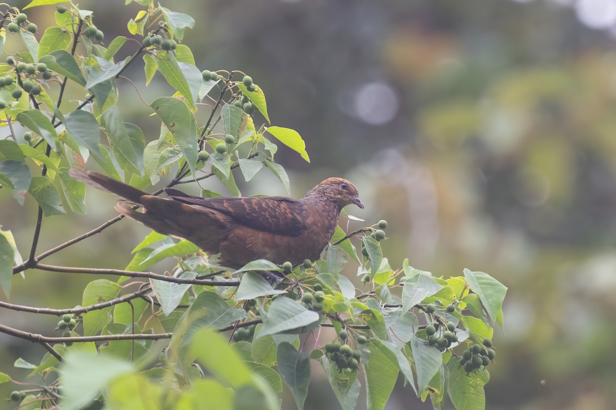 Little Cuckoo-Dove - ML646578396