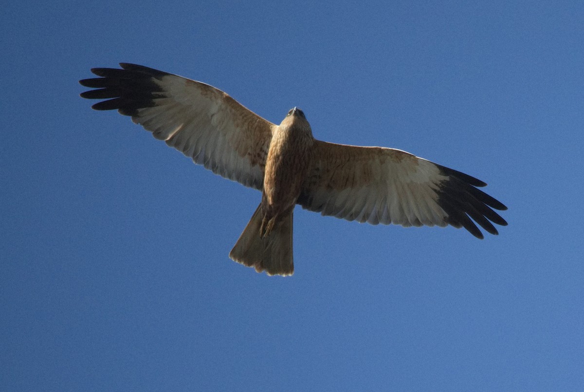 moták pochop - ML646578397