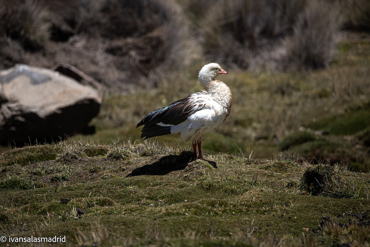 Andean Goose - ML646578398