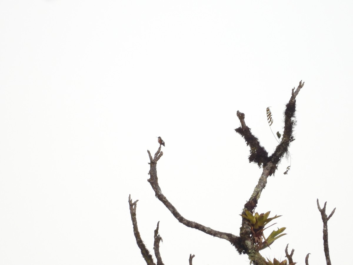 Ak Göbekli Ormanyıldızı - ML646578399