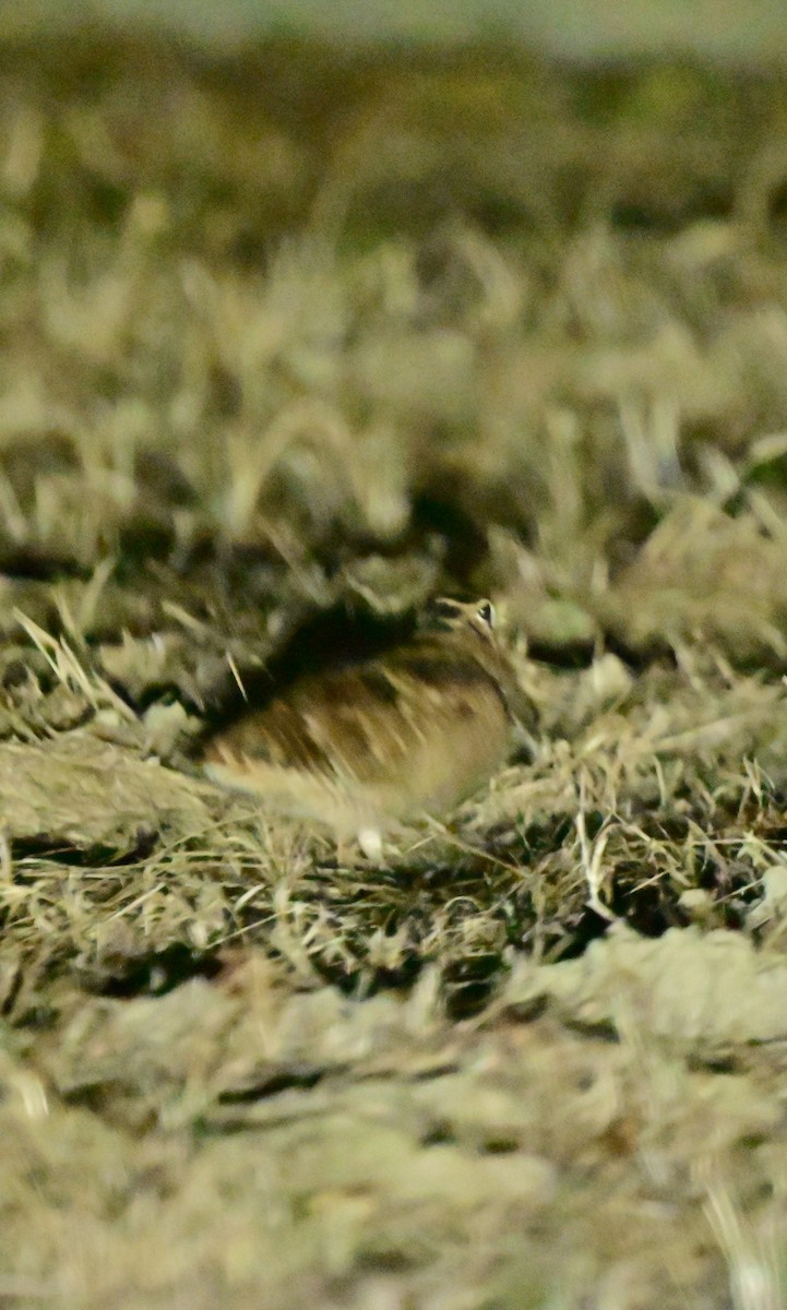 Слуква лісова - ML646578400