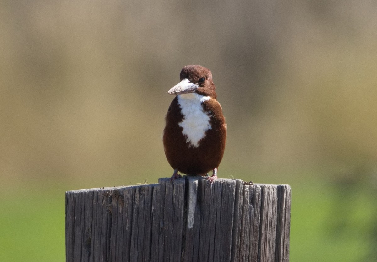 ledňáček hnědohlavý - ML646578401