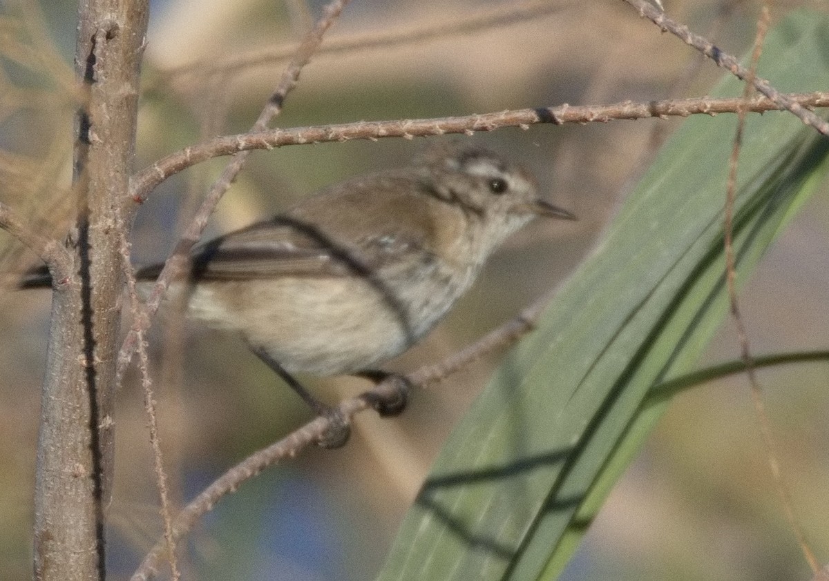 budníček menší - ML646578404