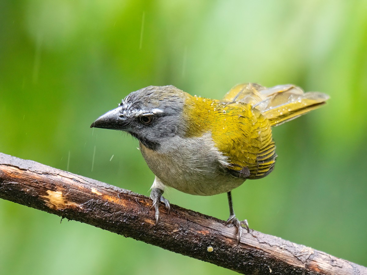 Buff-throated Saltator - ML646578405