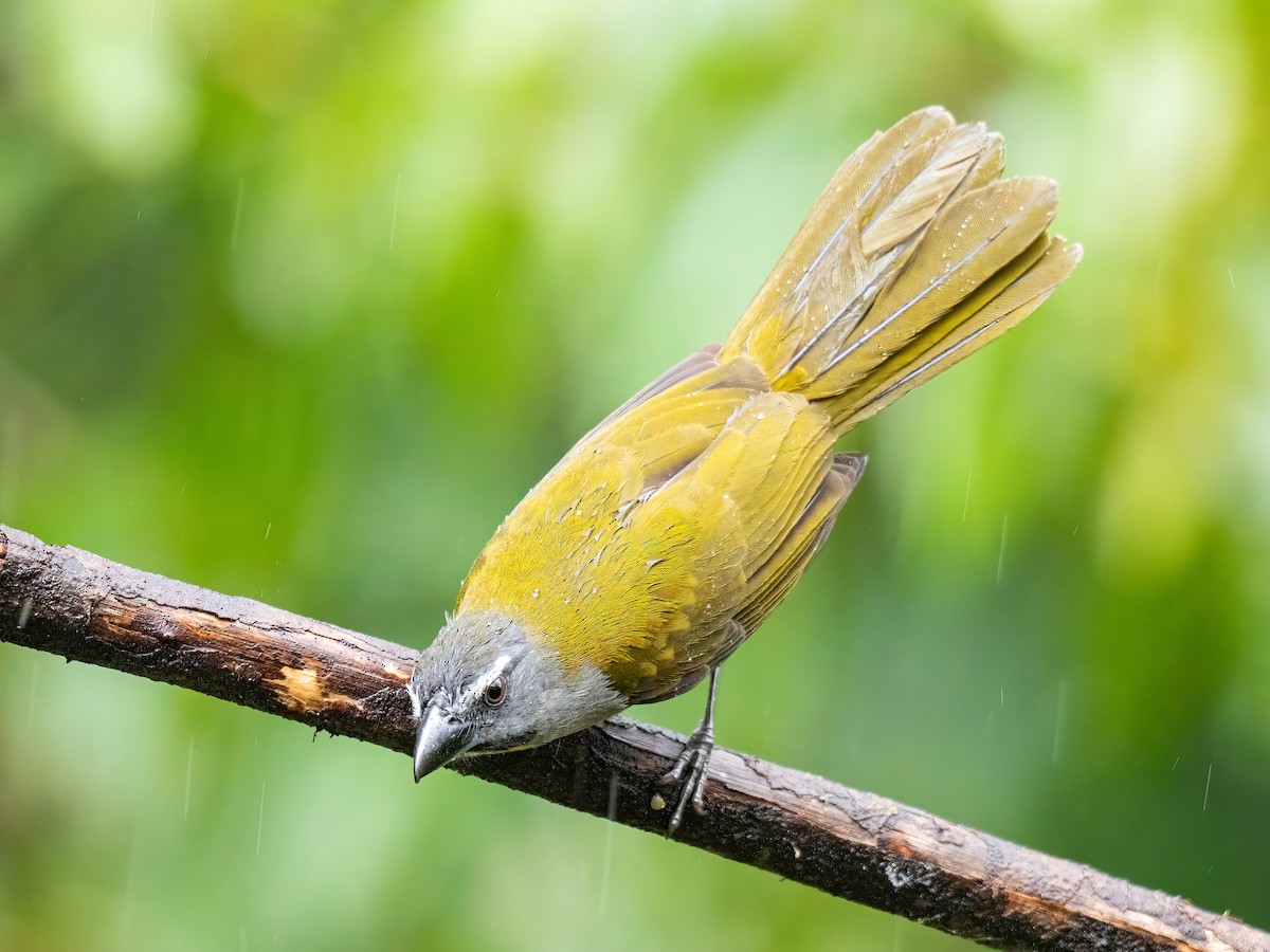 Buff-throated Saltator - ML646578406