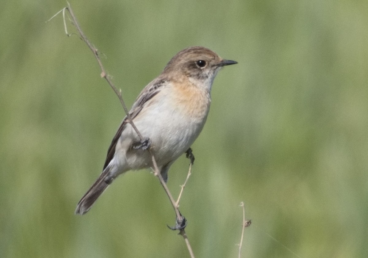 Siberian Stonechat - ML646578409