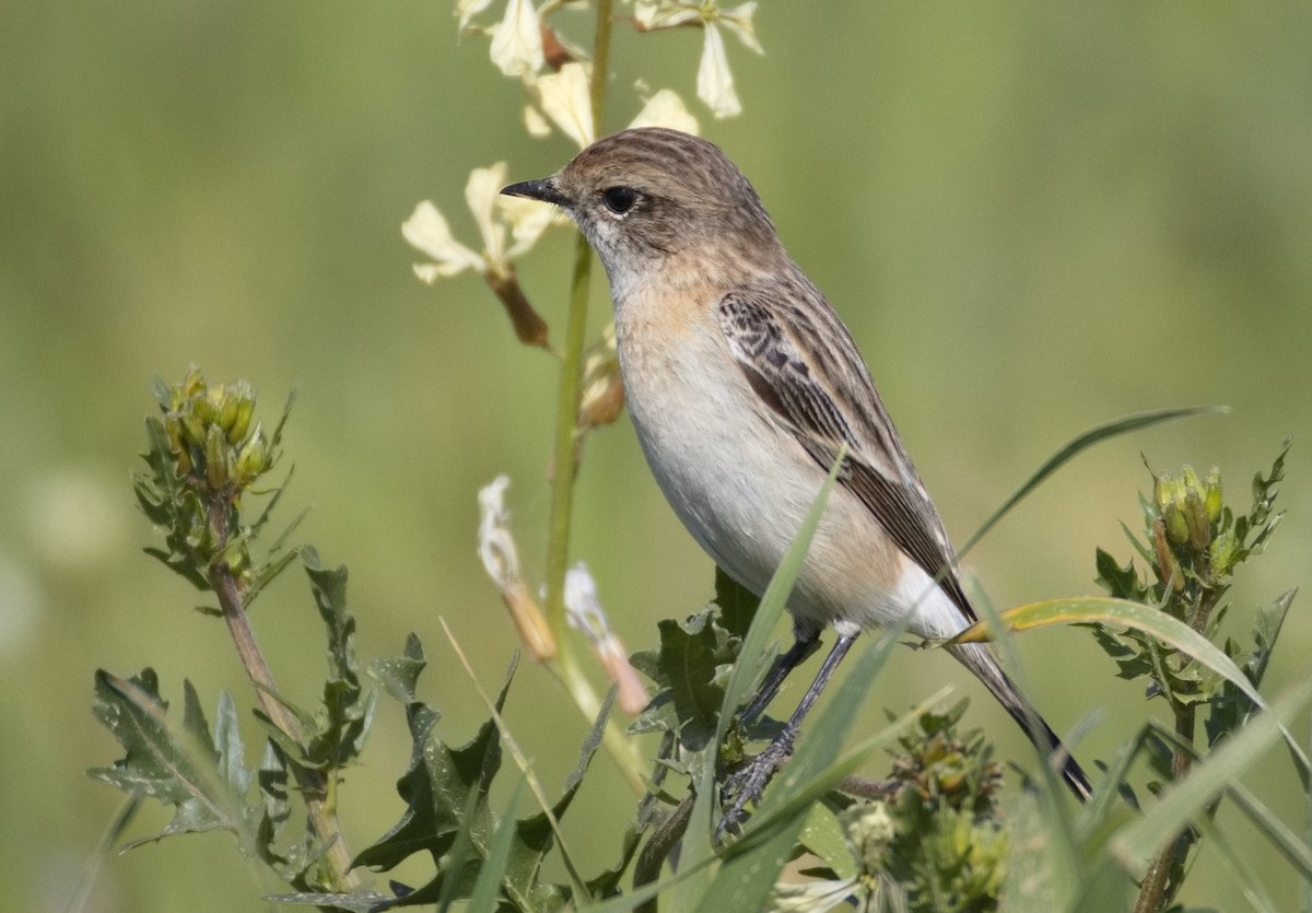 Siberian Stonechat - ML646578410
