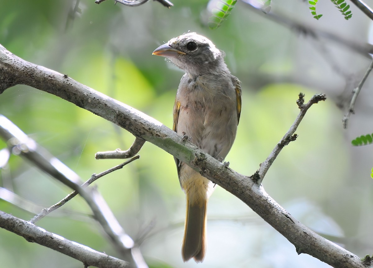 Rose-throated Tanager - ML646578411