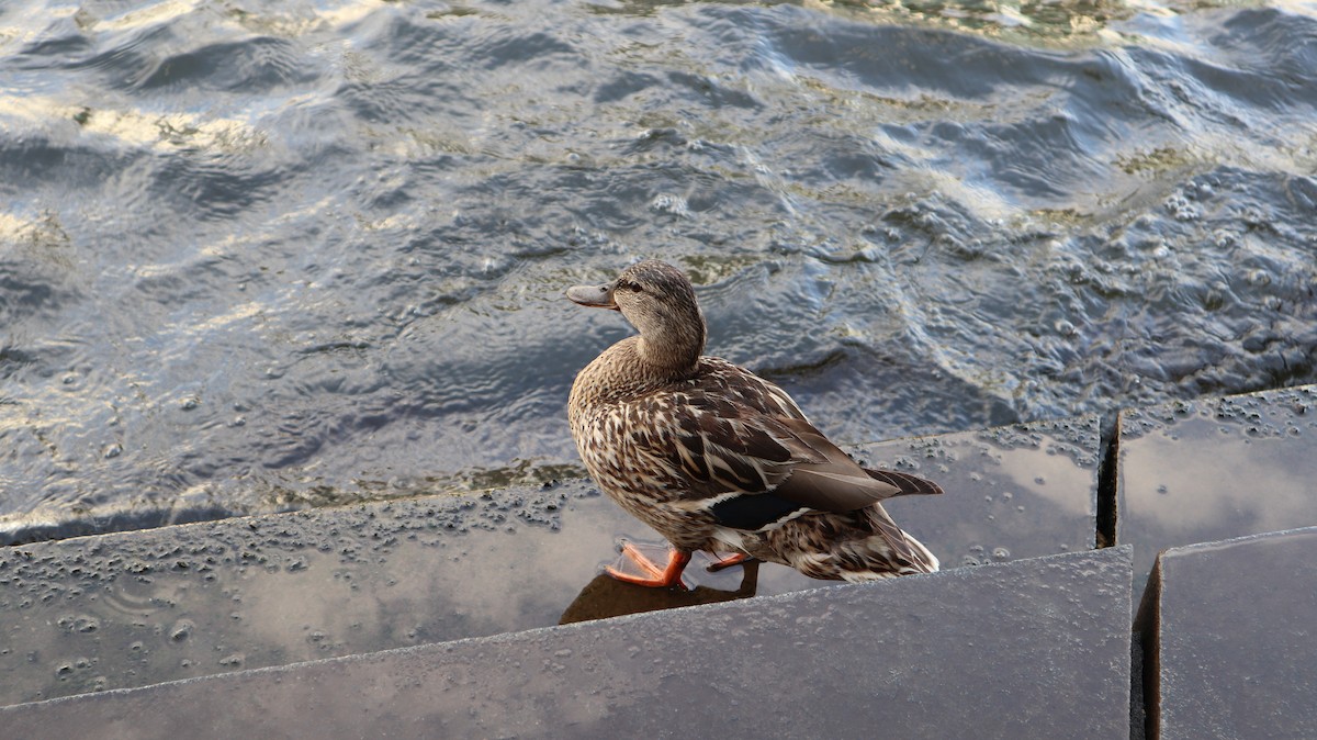 Mallard - ML646578421