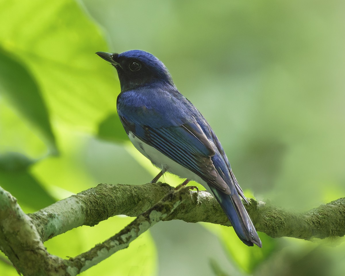 Blue-and-white/Zappey's Flycatcher - ML646578423