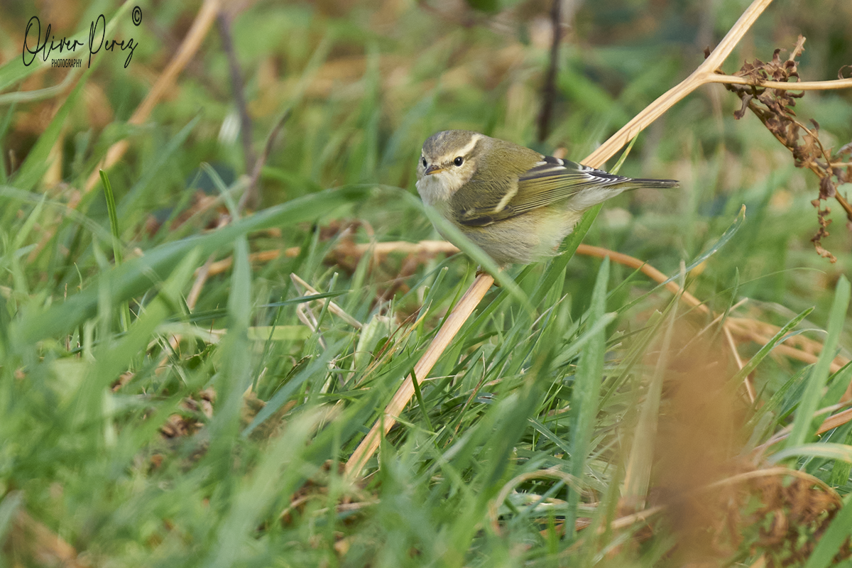 Hume's Warbler - ML646578425
