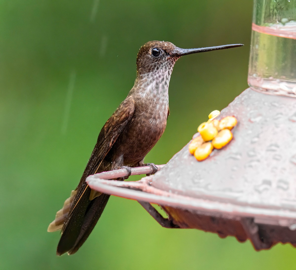 Bronzy Inca - ML646578427