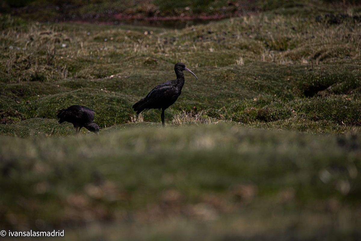 Puna Ibis - ML646578428