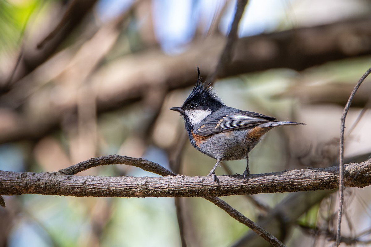 Coal Tit - ML646578430