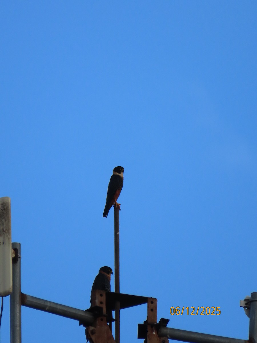 Bat Falcon - ML646578436