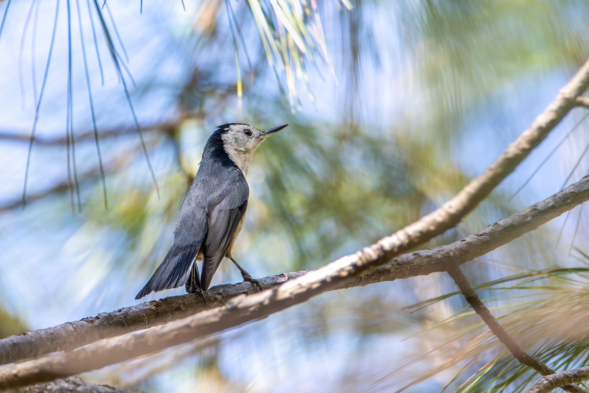 White-cheeked Nuthatch - ML646578443